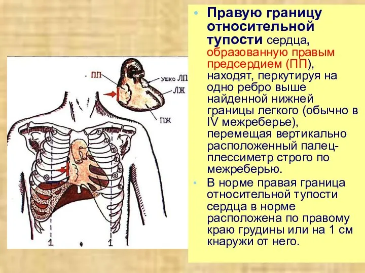 Правую границу относительной тупости сердца, образованную правым предсердием (ПП), находят, перкутируя на