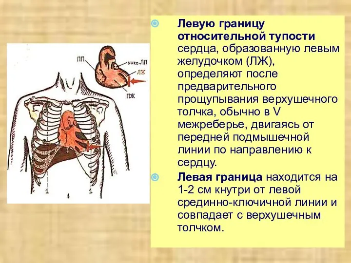 Левую границу относительной тупости сердца, образованную левым желудочком (ЛЖ), определяют после предварительного