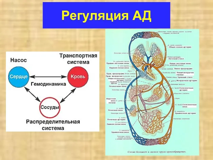 Регуляция АД