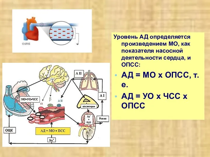 Уровень АД определяется произведением МО, как показателя насосной деятельности сердца, и ОПСС: