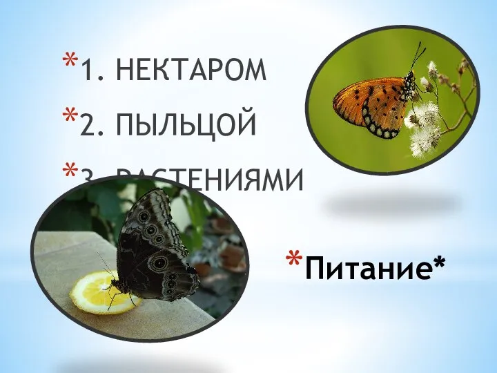 Питание* 1. НЕКТАРОМ 2. ПЫЛЬЦОЙ 3. РАСТЕНИЯМИ