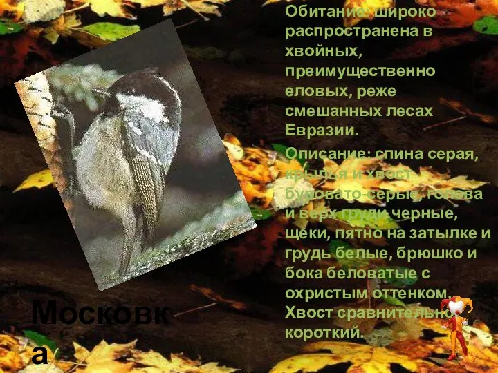 Московка Обитание: широко распространена в хвойных, преимущественно еловых, реже смешанных лесах Евразии.