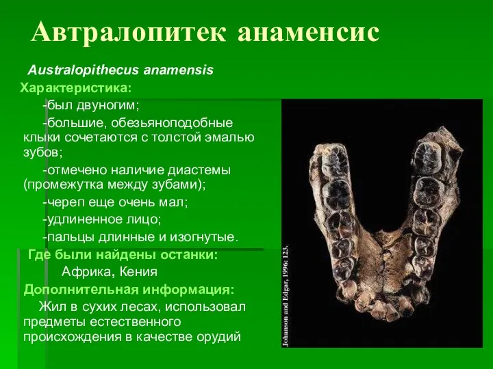 Автралопитек анаменсис Australopithecus anamensis Характеристика: -был двуногим; -большие, обезьяноподобные клыки сочетаются с