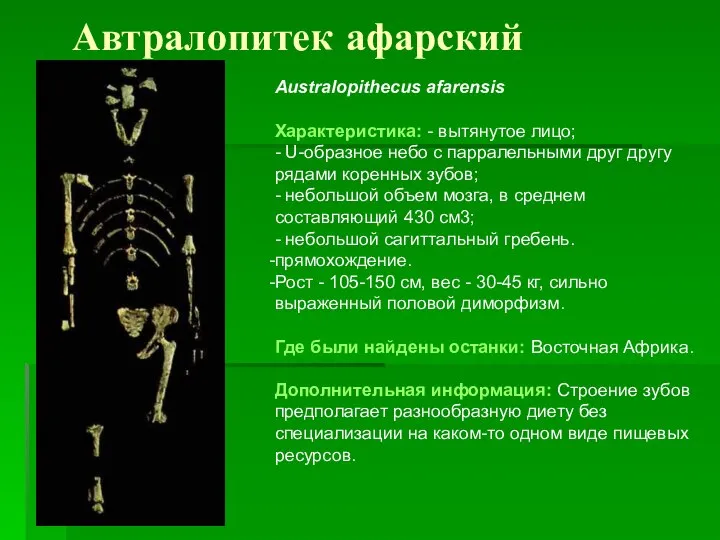 Автралопитек афарский Australopithecus afarensis Характеристика: - вытянутое лицо; - U-образное небо с