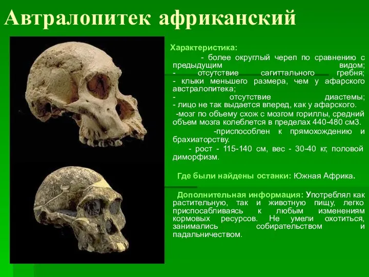 Автралопитек африканский Характеристика: - более округлый череп по сравнению с предыдущим видом;