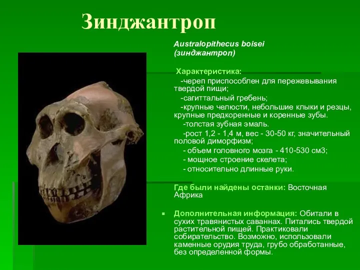 Зинджантроп Australopithecus boisei (зинджантроп) Характеристика: -череп приспособлен для пережевывания твердой пищи; -сагиттальный