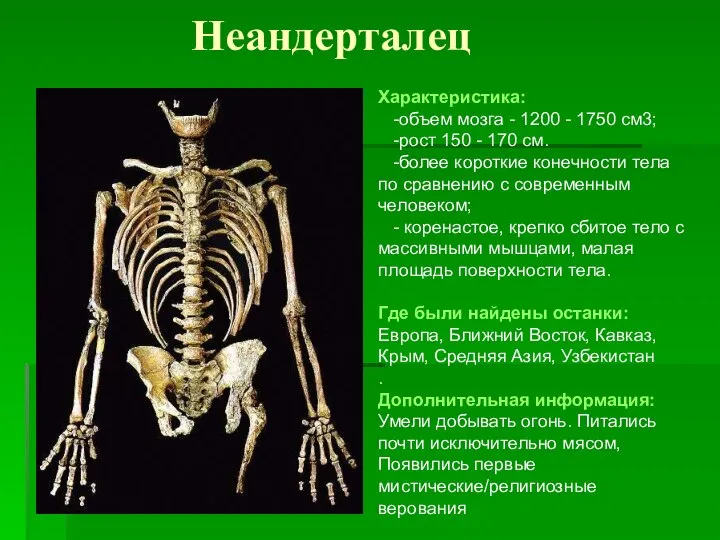 Неандерталец Характеристика: -объем мозга - 1200 - 1750 см3; -рост 150 -