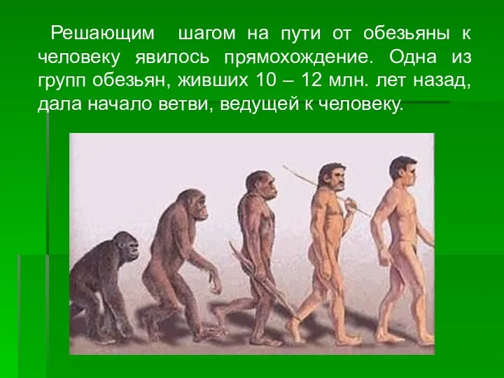 Решающим шагом на пути от обезьяны к человеку явилось прямохождение. Одна из