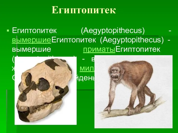 Египтопитек Египтопитек (Aegyptopithecus) - вымершиеЕгиптопитек (Aegyptopithecus) - вымершие приматыЕгиптопитек (Aegyptopithecus) - вымершие