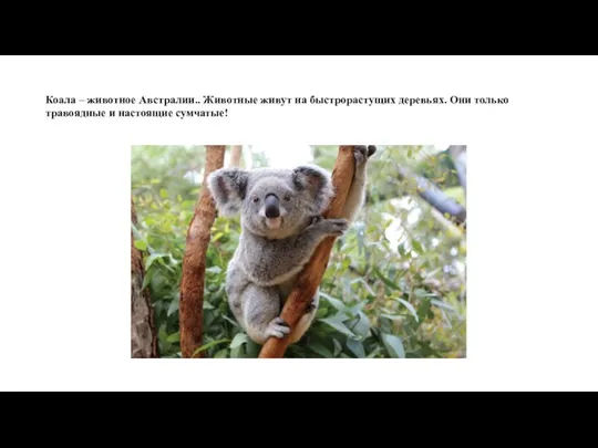 Коала – животное Австралии.. Животные живут на быстрорастущих деревьях. Они только травоядные и настоящие сумчатые!