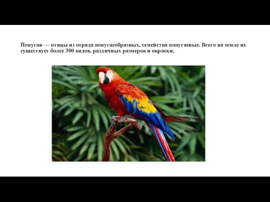Попугаи — птицы из отряда попугаеобразных, семейства попугаевые. Всего на земле их