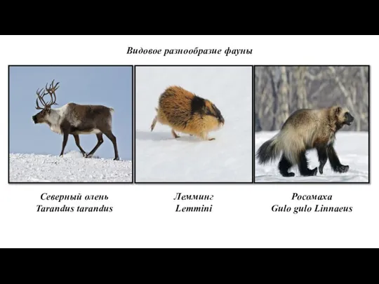 Видовое разнообразие фауны Северный олень Tarandus tarandus Лемминг Lemmini Росомаха Gulo gulo Linnaeus