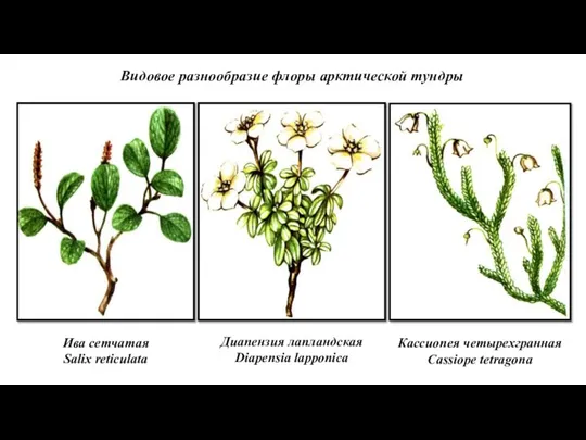 Видовое разнообразие флоры арктической тундры Ива сетчатая Salix reticulata Диапензия лапландская Diapensia
