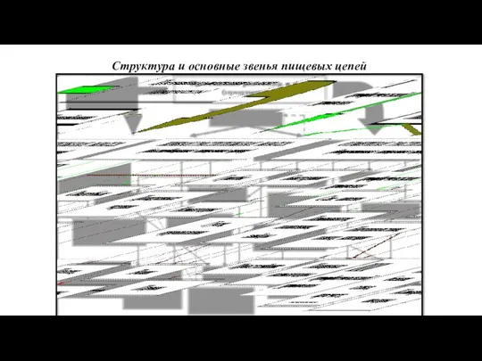 Структура и основные звенья пищевых цепей