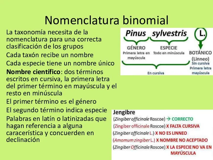 Nomenclatura binomial La taxonomía necesita de la nomenclatura para una correcta clasificación