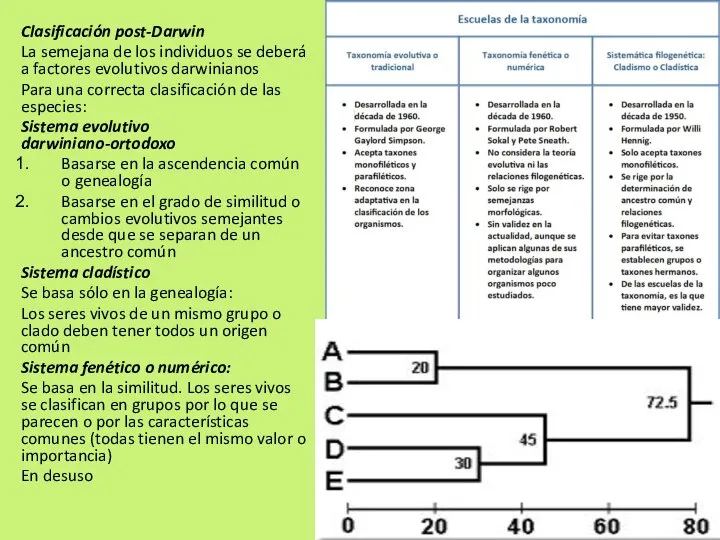 Clasificación post-Darwin La semejana de los individuos se deberá a factores evolutivos