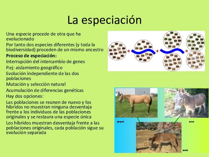 La especiación Una especie procede de otra que ha evolucionado Por tanto