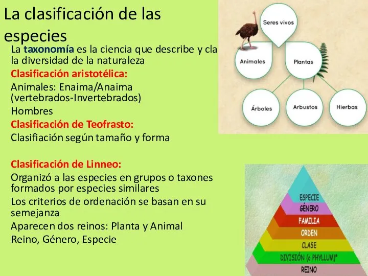 La clasificación de las especies La taxonomía es la ciencia que describe