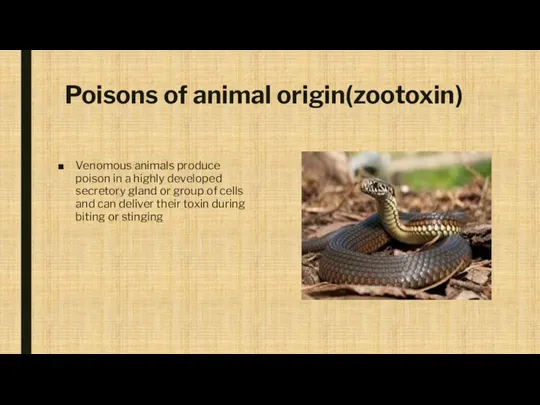 Poisons of animal origin(zootoxin) Venomous animals produce poison in a highly developed