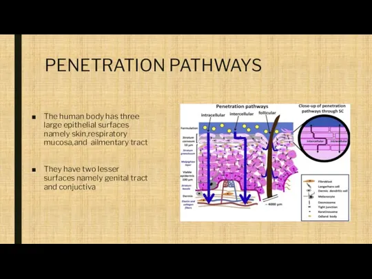 PENETRATION PATHWAYS The human body has three large epithelial surfaces namely skin,respiratory