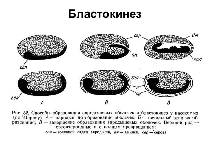 Бластокинез