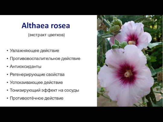 Althaea rosea (экстракт цветков) Увлажняющее действие Противовоспалительное действие Антиоксиданты Регенерирующие свойства Успокаивающее