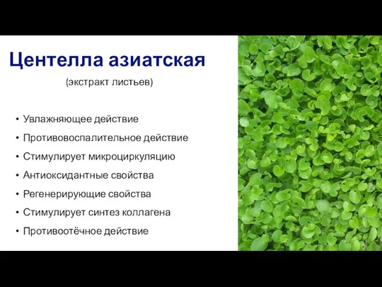 Центелла азиатская (экстракт листьев) Увлажняющее действие Противовоспалительное действие Стимулирует микроциркуляцию Антиоксидантные свойства