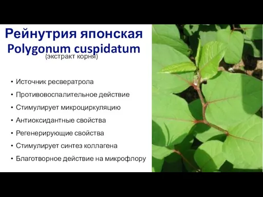 Рейнутрия японская Polygonum cuspidatum (экстракт корня) Источник ресвератрола Противовоспалительное действие Стимулирует микроциркуляцию