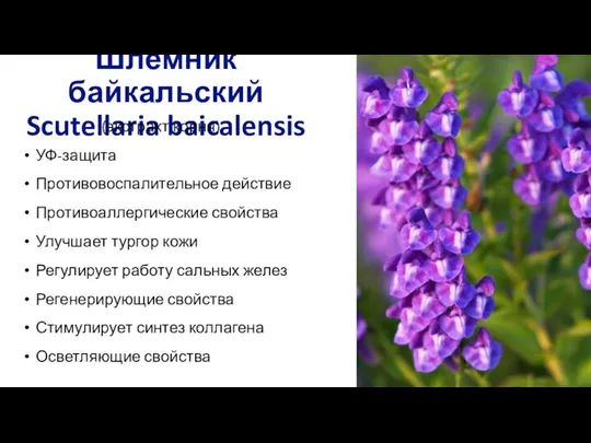 Шлемник байкальский Scutellaria baicalensis (экстракт корня) УФ-защита Противовоспалительное действие Противоаллергические свойства Улучшает