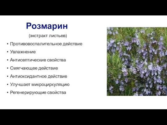 Розмарин (экстракт листьев) Противовоспалительное действие Увлажнение Антисептические свойства Смягчающее действие Антиоксидантное действие Улучшает микроциркуляцию Регенерирующие свойства