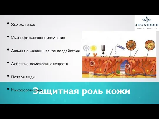 Защитная роль кожи Холод, тепло Ультрафиолетовое излучение Давление, механическое воздействие Действие химических веществ Потеря воды Микроорганизмы