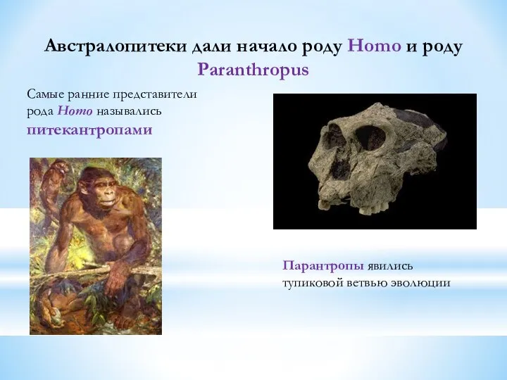 Австралопитеки дали начало роду Homo и роду Paranthropus Самые ранние представители рода