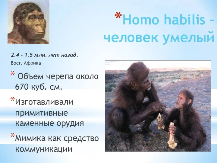 Homo habilis – человек умелый 2.4 - 1.5 млн. лет назад, Вост.