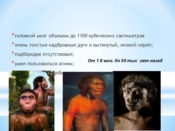 Homo erectus – питекантроп головной мозг объемом до 1100 кубических сантиметров очень