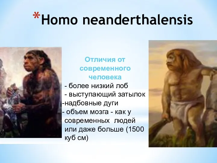 Homo neanderthalensis Отличия от современного человека - более низкий лоб - выступающий