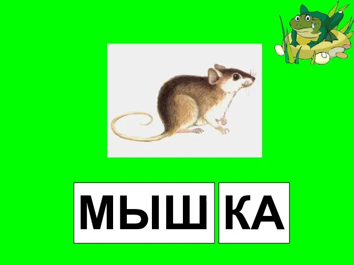 МЫШ КА