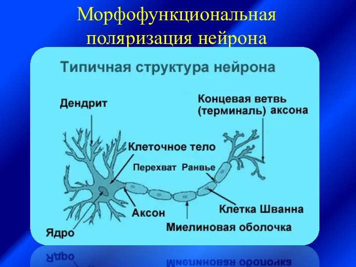 Морфофункциональная поляризация нейрона