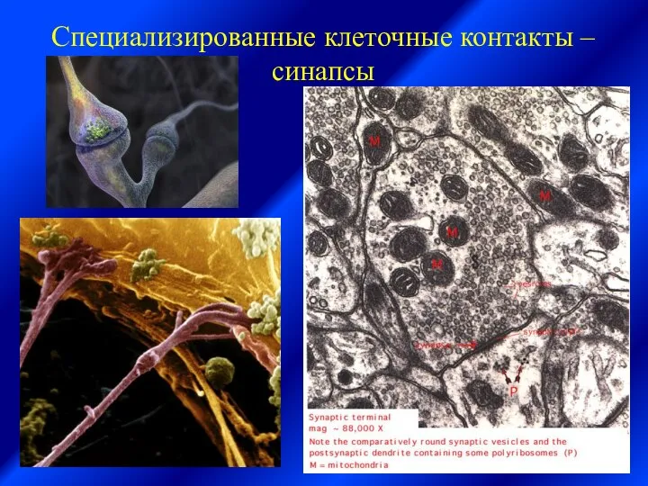 Специализированные клеточные контакты – синапсы