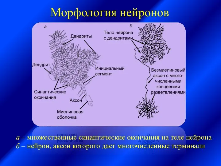 Морфология нейронов а – множественные синаптические окончания на теле нейрона б –