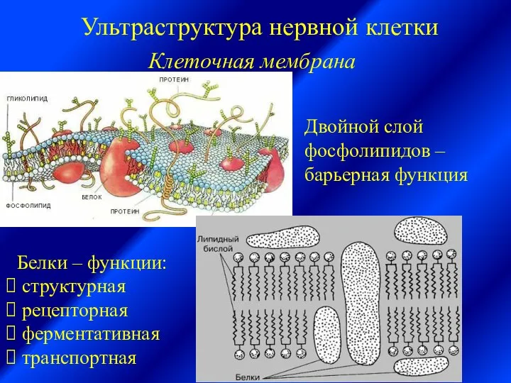 Ультраструктура нервной клетки Клеточная мембрана Двойной слой фосфолипидов – барьерная функция Белки