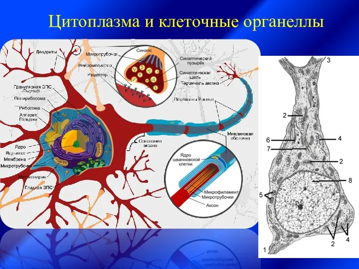 Цитоплазма и клеточные органеллы