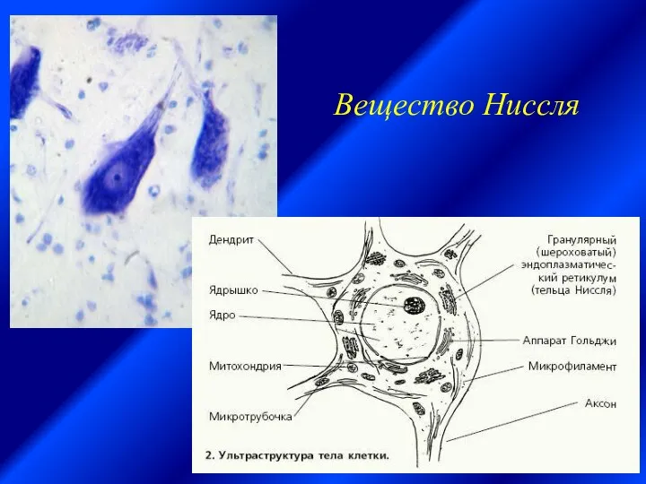 Вещество Ниссля