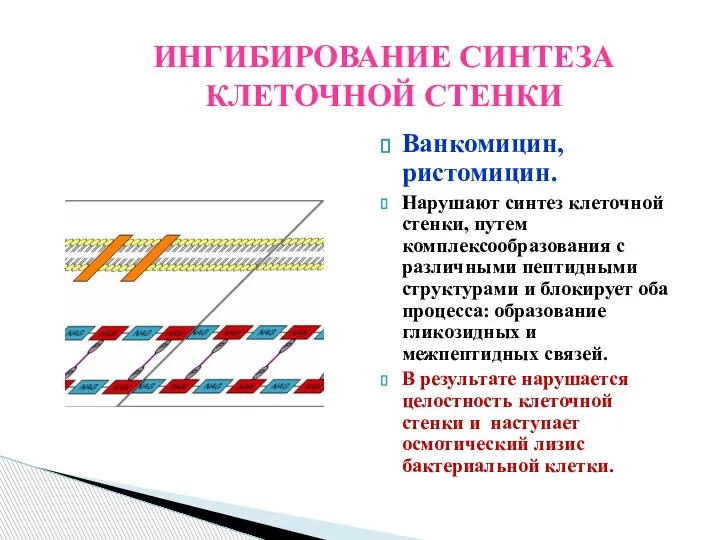 ИНГИБИРОВАНИЕ СИНТЕЗА КЛЕТОЧНОЙ СТЕНКИ Ванкомицин, ристомицин. Нарушают синтез клеточной стенки, путем комплексообразования