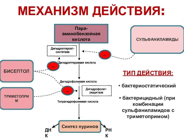 МЕХАНИЗМ ДЕЙСТВИЯ: УГНЕТЕНИЕ ТИП ДЕЙСТВИЯ: бактериостатический бактерицидный (при комбинации сульфаниламидов с триметопримом)