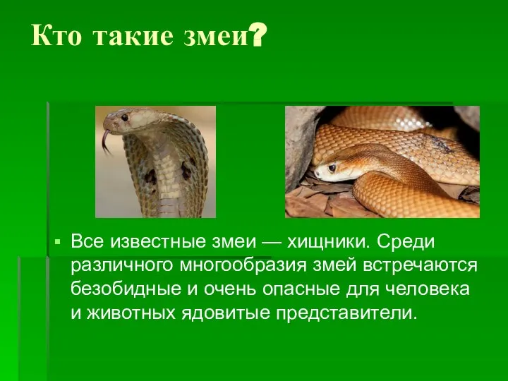 Кто такие змеи? Все известные змеи — хищники. Среди различного многообразия змей