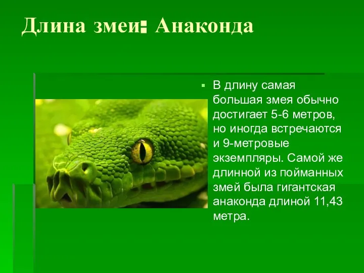 Длина змеи: Анаконда В длину самая большая змея обычно достигает 5-6 метров,