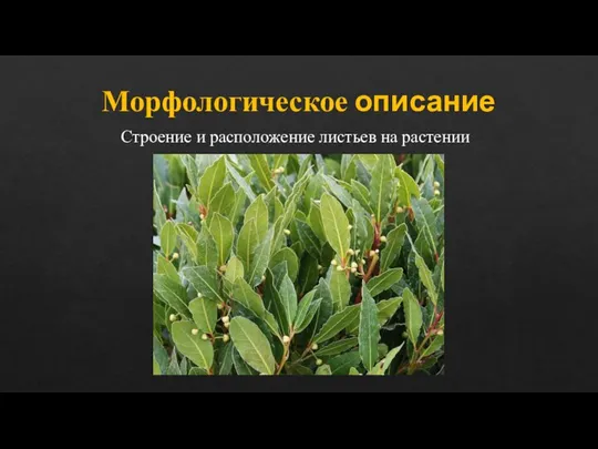 Морфологическое описание Строение и расположение листьев на растении
