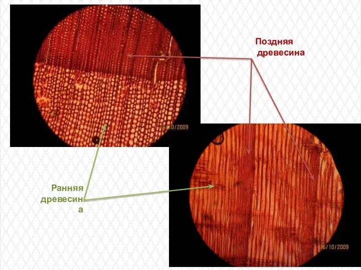 Поздняя древесина Ранняя древесина