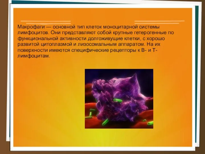 Макрофаги — основной тип клеток моноцитарной системы лимфоцитов. Они представляют собой крупные