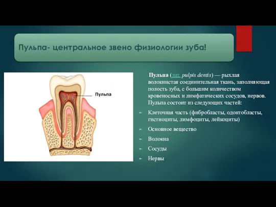 Пульпа (лат. pulpis dentis) — рыхлая волокнистая соединительная ткань, заполняющая полость зуба,